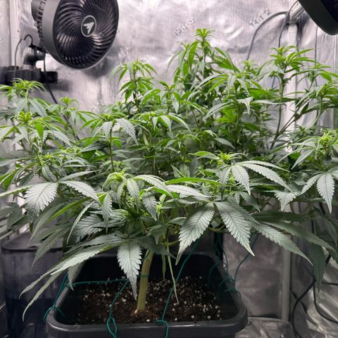 Vanilla Frosting #3 growlog timeline photo