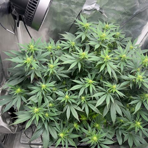 Vanilla Frosting #3 growlog timeline photo