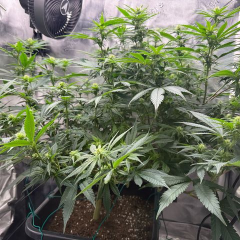 Vanilla Frosting #3 growlog timeline photo