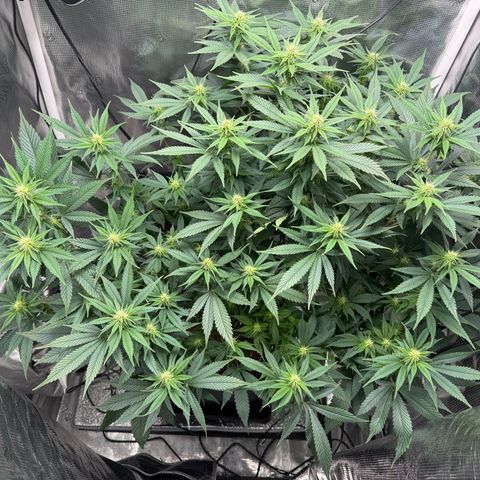 Vanilla Frosting #3 growlog timeline photo