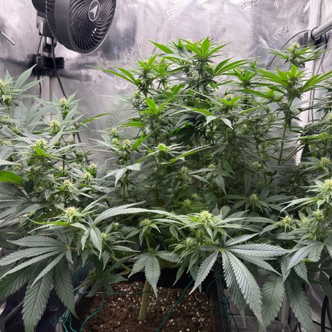 Vanilla Frosting #3 growlog timeline photo