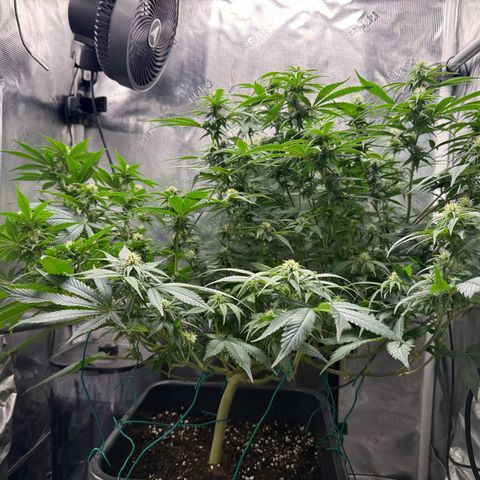 Vanilla Frosting #3 growlog timeline photo