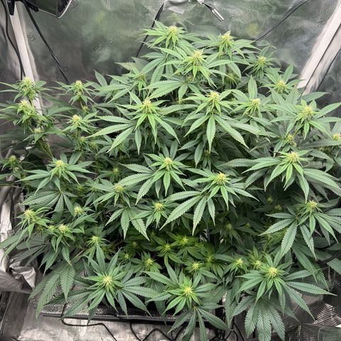 Vanilla Frosting #3 growlog timeline photo