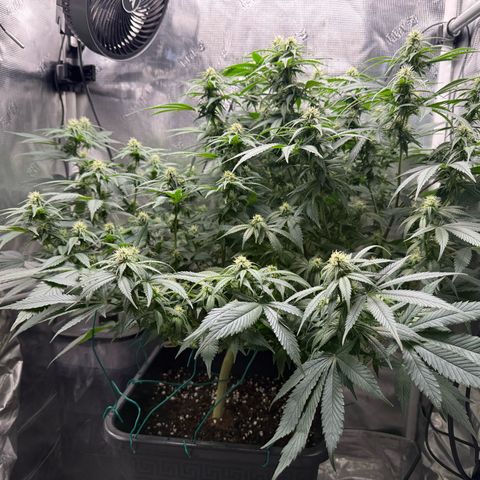 Vanilla Frosting #3 growlog timeline photo