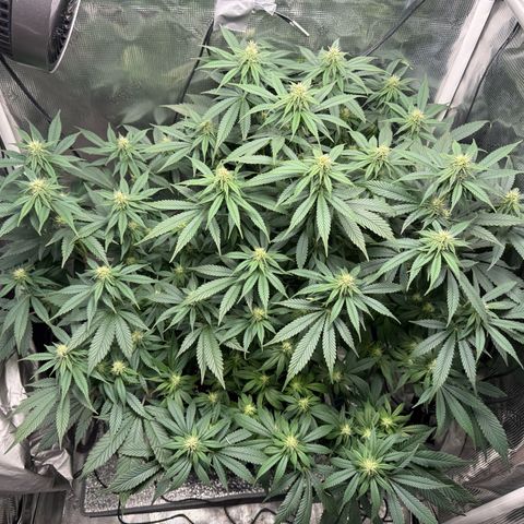 Vanilla Frosting #3 growlog timeline photo