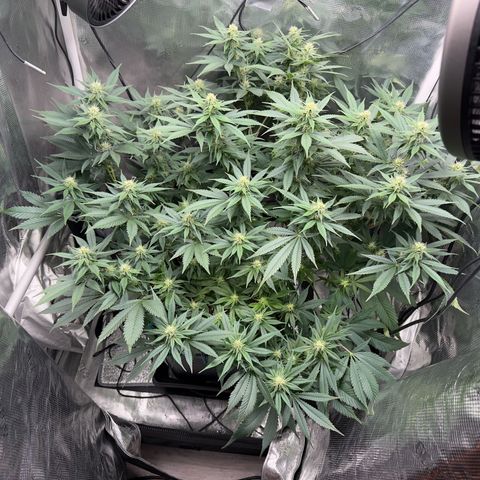 Vanilla Frosting #3 growlog timeline photo