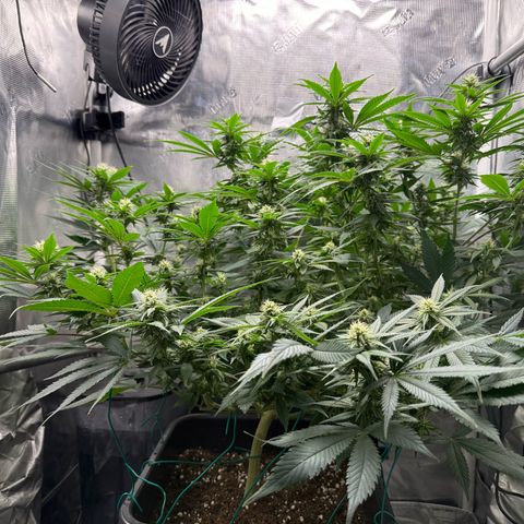 Vanilla Frosting #3 growlog timeline photo