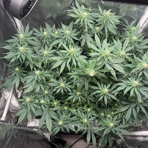 Vanilla Frosting #3 growlog timeline photo