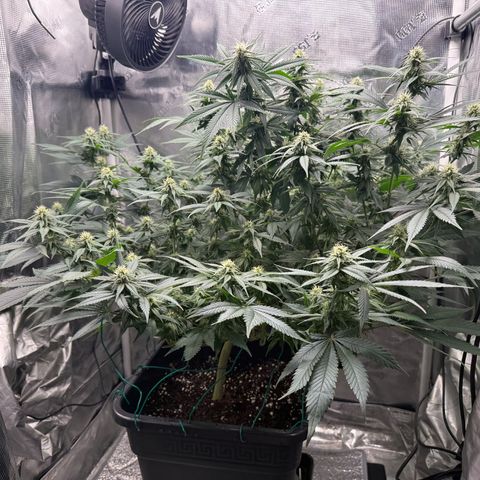 Vanilla Frosting #3 growlog timeline photo