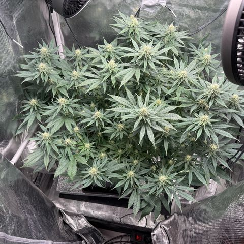 Vanilla Frosting #3 growlog timeline photo