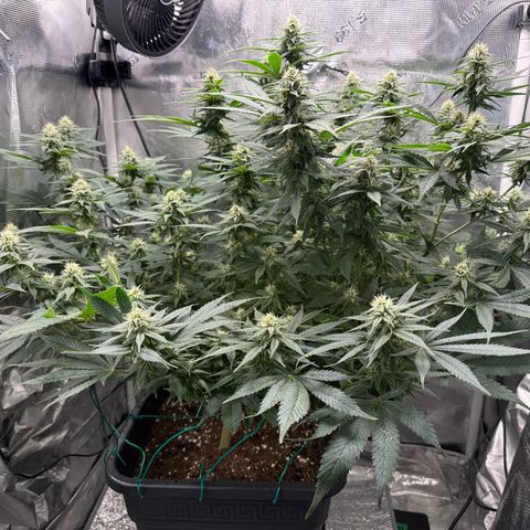 Vanilla Frosting #3 growlog timeline photo