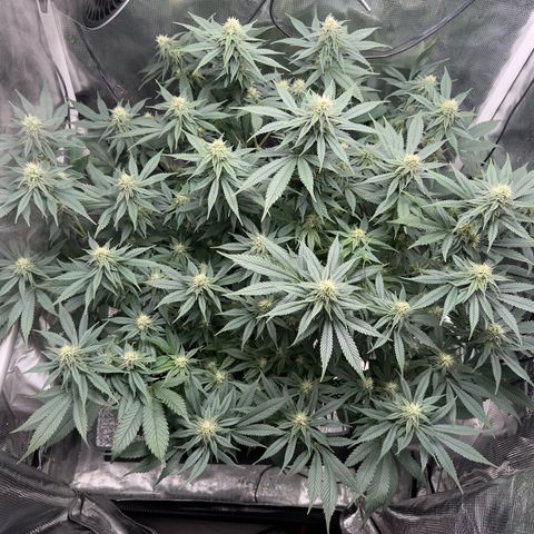 Vanilla Frosting #3 growlog timeline photo
