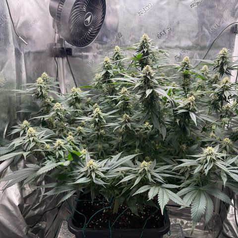 Vanilla Frosting #3 growlog timeline photo
