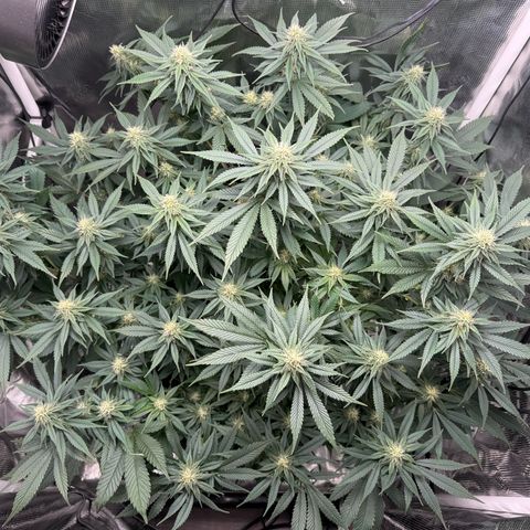 Vanilla Frosting #3 growlog timeline photo