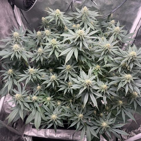 Vanilla Frosting #3 growlog timeline photo