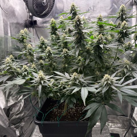 Vanilla Frosting #3 growlog timeline photo