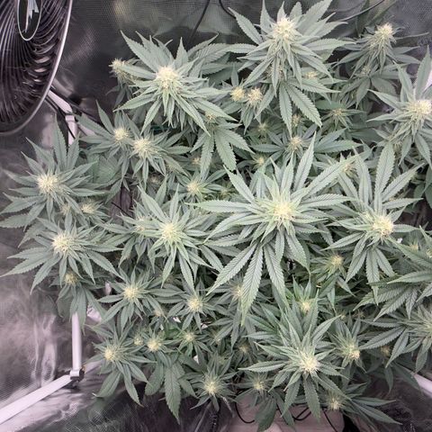 Vanilla Frosting #3 growlog timeline photo