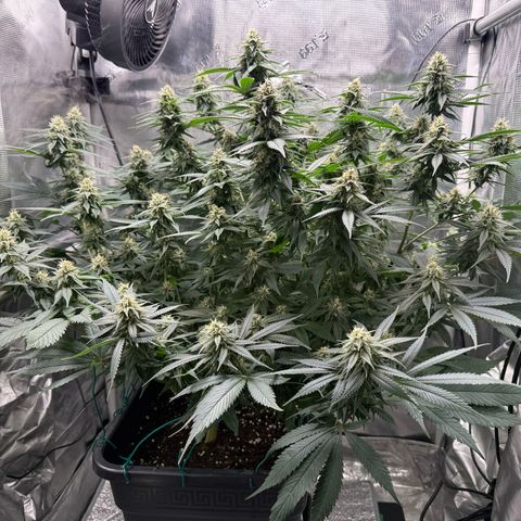 Vanilla Frosting #3 growlog timeline photo