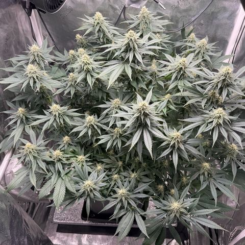 Vanilla Frosting #3 growlog timeline photo