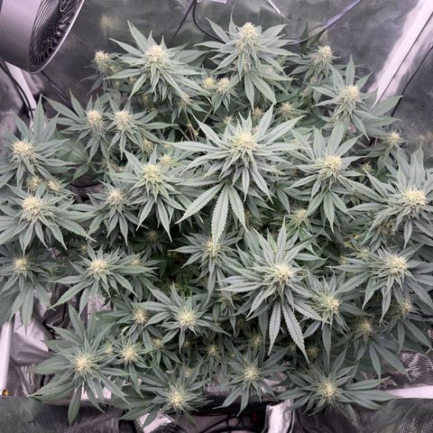 Vanilla Frosting #3 growlog timeline photo