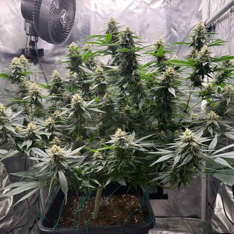 Vanilla Frosting #3 growlog timeline photo