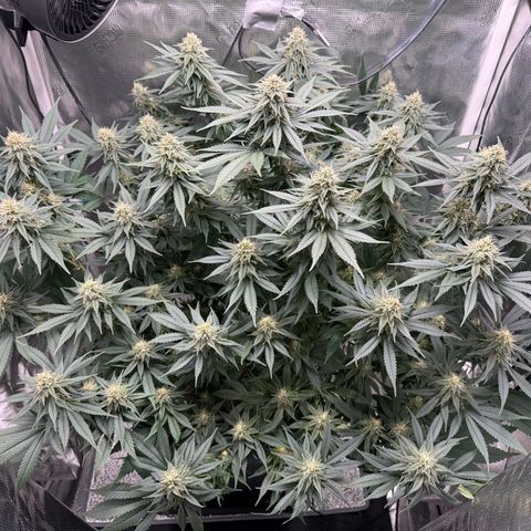 Vanilla Frosting #3 growlog timeline photo