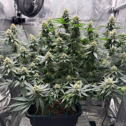 Vanilla Frosting #3 growlog timeline photo