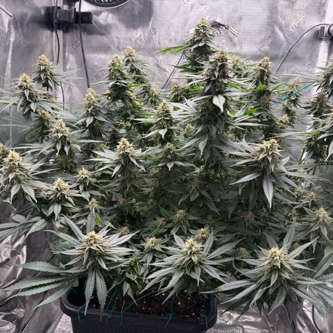 Vanilla Frosting #3 growlog timeline photo