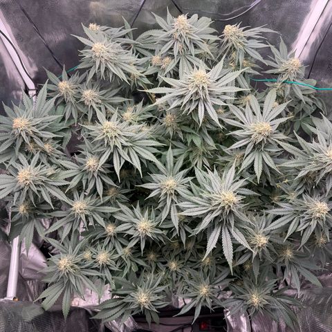 Vanilla Frosting #3 growlog timeline photo