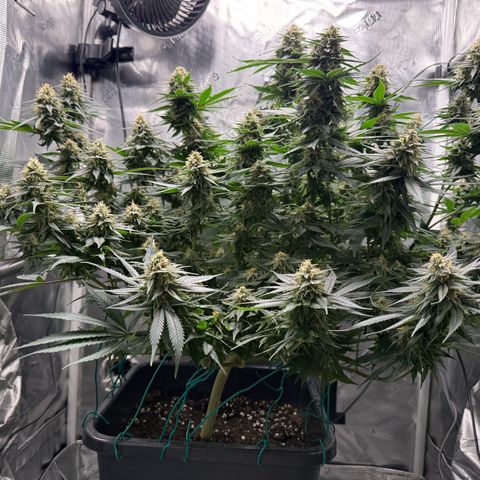 Vanilla Frosting #3 growlog timeline photo