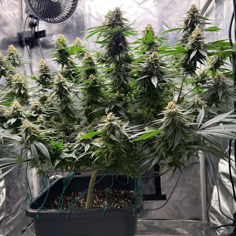 Vanilla Frosting #3 growlog timeline photo
