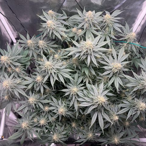 Vanilla Frosting #3 growlog timeline photo
