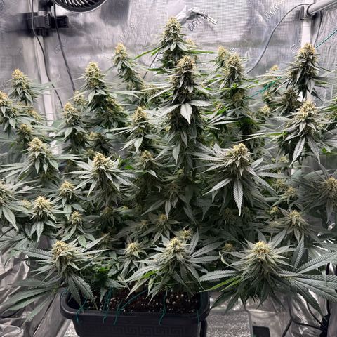 Vanilla Frosting #3 growlog timeline photo