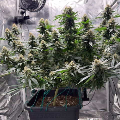 Vanilla Frosting #3 growlog timeline photo