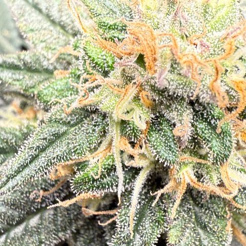 Vanilla Frosting #3 growlog timeline photo