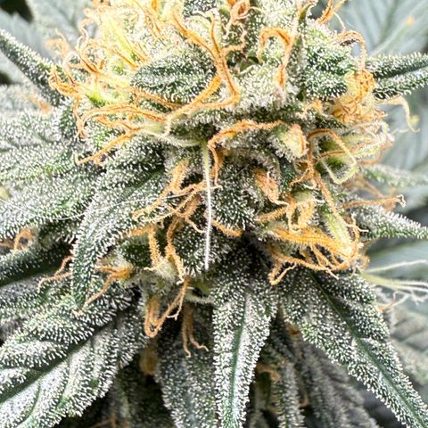 Vanilla Frosting #3 growlog timeline photo