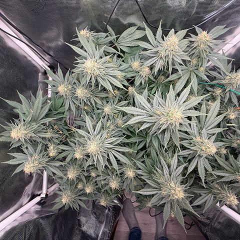 Vanilla Frosting #3 growlog timeline photo