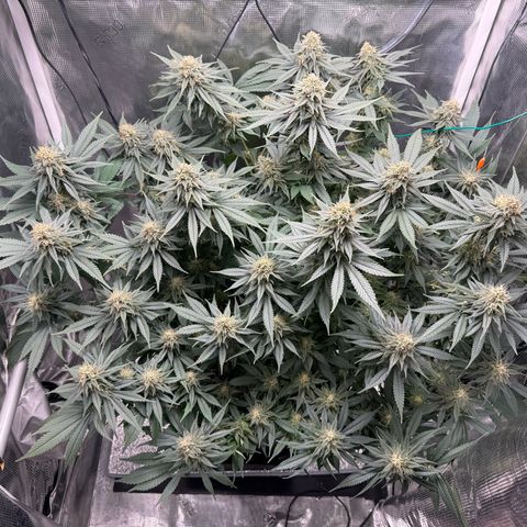 Vanilla Frosting #3 growlog timeline photo