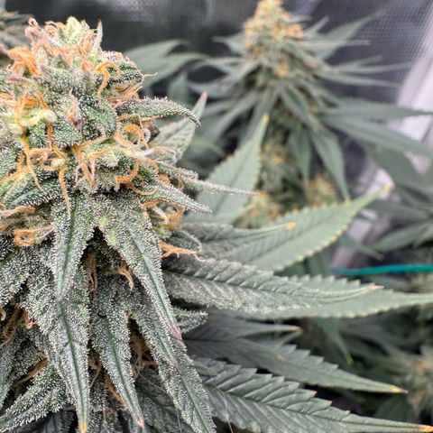 Vanilla Frosting #3 growlog timeline photo