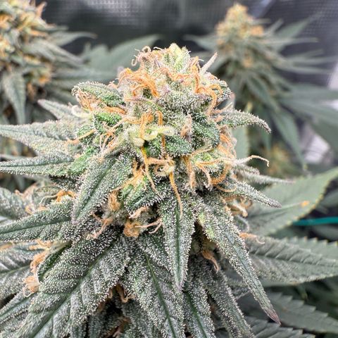 Vanilla Frosting #3 growlog timeline photo
