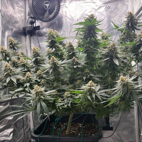 Vanilla Frosting #3 growlog timeline photo