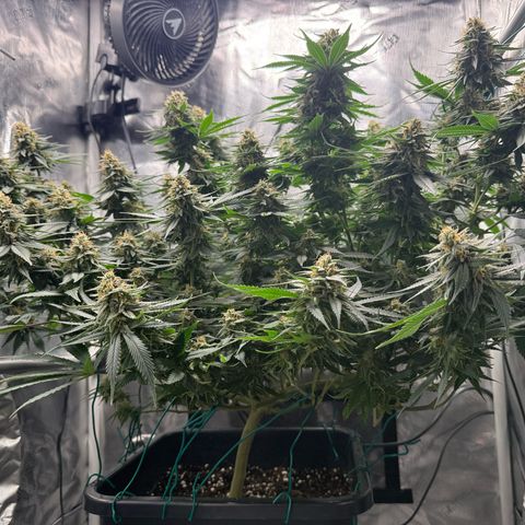 Vanilla Frosting #3 growlog timeline photo
