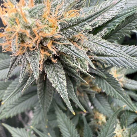Vanilla Frosting #3 growlog timeline photo