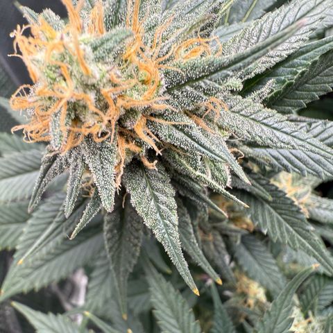 Vanilla Frosting #3 growlog timeline photo