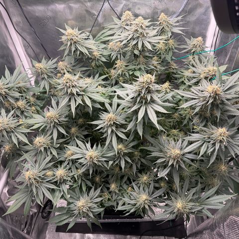 Vanilla Frosting #3 growlog timeline photo