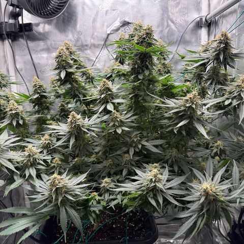 Vanilla Frosting #3 growlog timeline photo