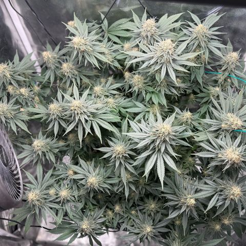 Vanilla Frosting #3 growlog timeline photo