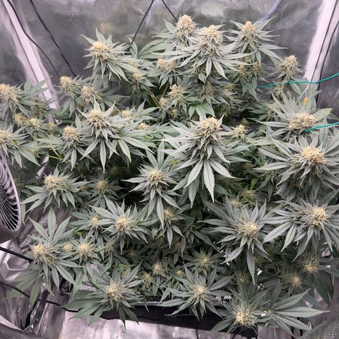 Vanilla Frosting #3 growlog timeline photo