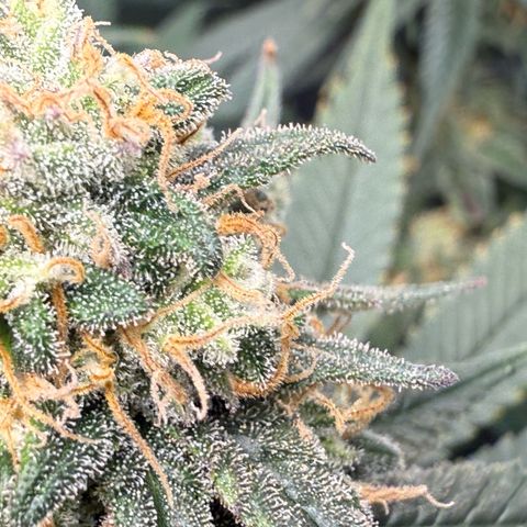 Vanilla Frosting #3 growlog timeline photo