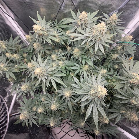 Vanilla Frosting #3 growlog timeline photo